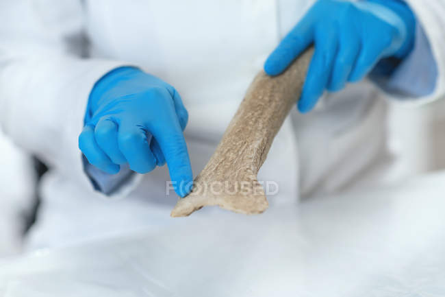 Археологический исследователь в лаборатории, демонстрирующий использование рога в качестве инструмента в доисторическом периоде . — стоковое фото