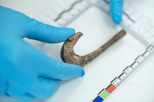 Mani di archeologo che misurano gancio antico con rettilineo nel laboratorio di archeologia
. — Foto stock