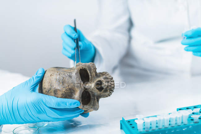 Археологи анализируют человеческий череп в лаборатории ДНК-археологии . — стоковое фото