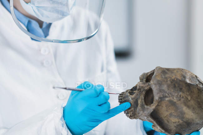 Cientista feminina segurando e analisando crânio humano no laboratório de DNA antigo . — Fotografia de Stock