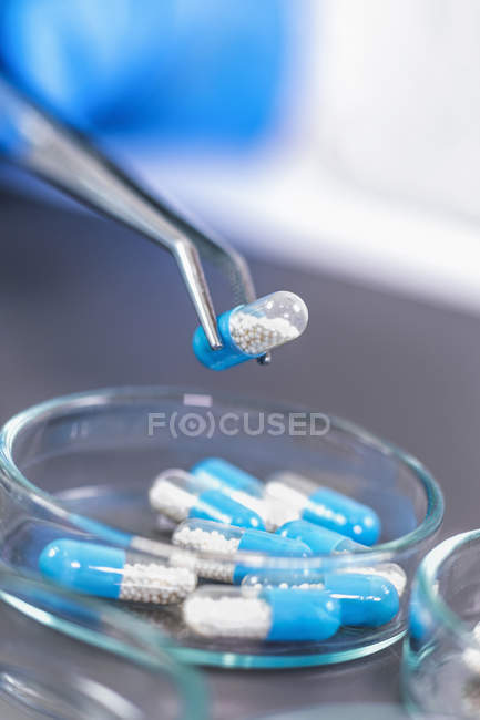 Close-up of two-colored medicine capsule in tweezers above petri dish, pharmaceutical research. — Stock Photo