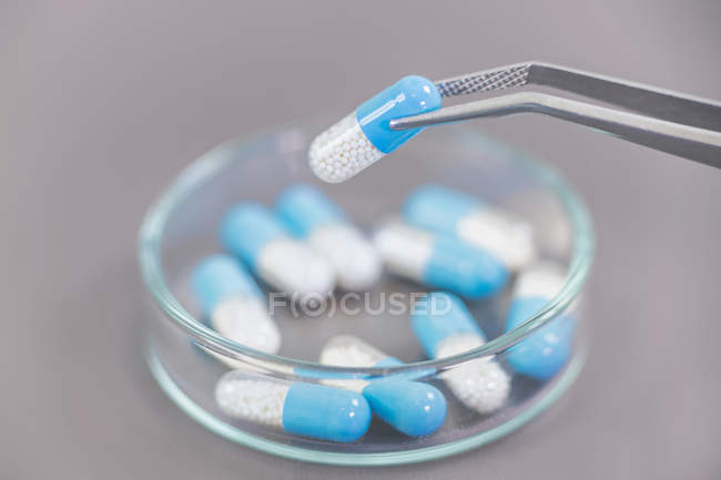 Nahaufnahme einer zweifarbigen Medikamentenkapsel in einer Pinzette über der Petrischale, pharmazeutische Forschung. — Stockfoto