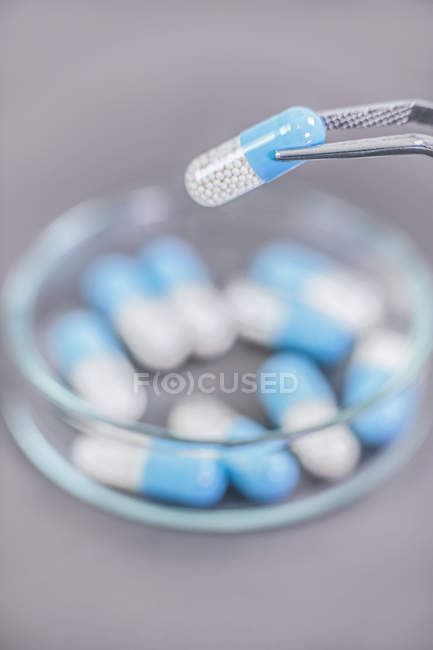 Gros plan de la capsule de médecine bicolore dans une pince à épiler au-dessus d'une boîte de Pétri, recherche pharmaceutique . — Photo de stock