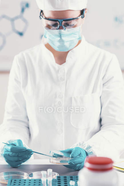 Pipettatura microbiologa femminile in capsule di Petri in laboratorio . — Foto stock