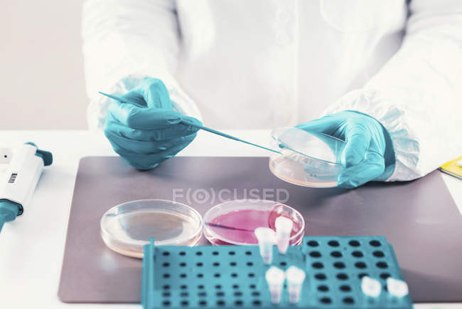 Microbiologiste travaillant avec des boîtes de Pétri et des éprouvettes en laboratoire
. — Photo de stock