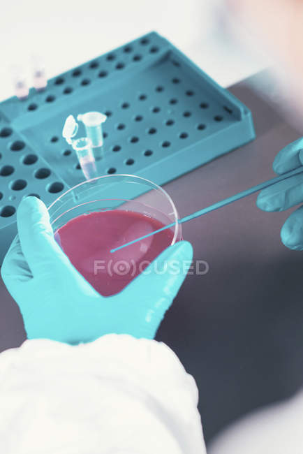 Microbiologo che lavora con capsule di Petri e provette in laboratorio . — Foto stock