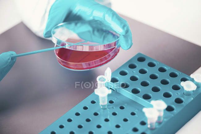 Microbiólogo trabajando con placas de Petri y tubos de ensayo en laboratorio . - foto de stock