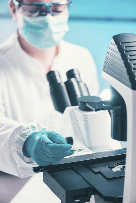 Examinar la muestra bacteriana bajo el microscopio. - foto de stock