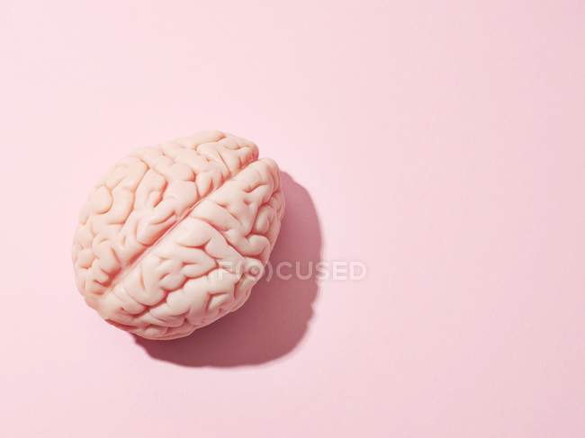 Анатомическая модель человеческого мозга на розовом фоне — стоковое фото