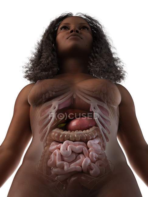 Жіноча анатомія черевної порожнини та внутрішні органи, комп'ютерна ілюстрація . — стокове фото