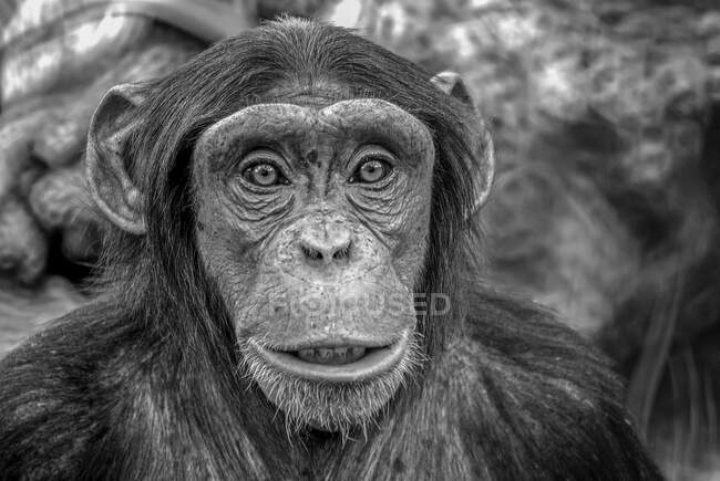 Nahaufnahme eines Schimpansen (Pan troglodytes)). — Stockfoto