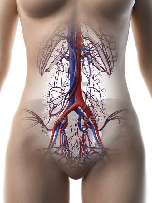 Vasos sanguíneos abdominales femeninos, ilustración por computadora . - foto de stock