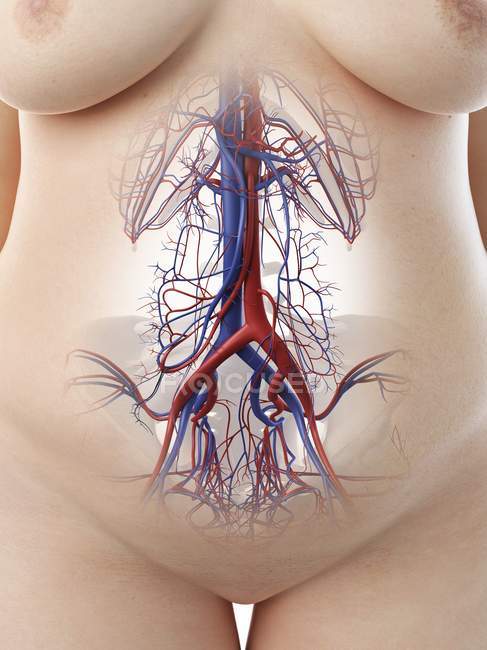 Weibliche abdominale Blutgefäße, Computerillustration. — Stockfoto