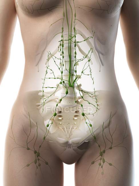 Abdominale Lymphknoten im weiblichen Körper, Computerillustration. — Stockfoto