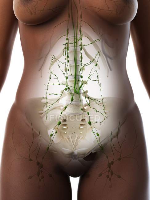 Ganglios linfáticos abdominales en el cuerpo femenino, ilustración por computadora . - foto de stock