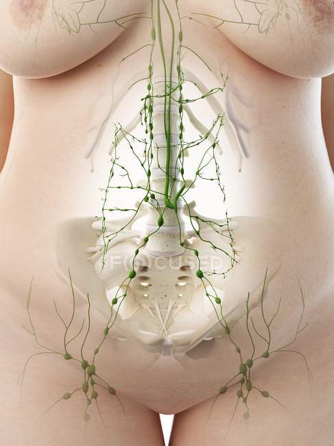 Ganglios linfáticos abdominales en el cuerpo femenino con sobrepeso, ilustración por computadora
. - foto de stock