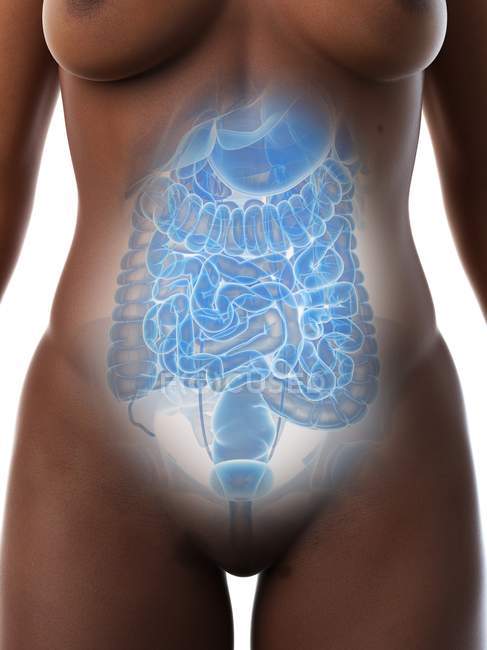 Órganos abdominales femeninos, sección media, ilustración digital
. - foto de stock