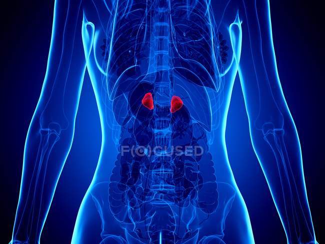 Adrenal glands in abstract human body, digital illustration. — Stock Photo