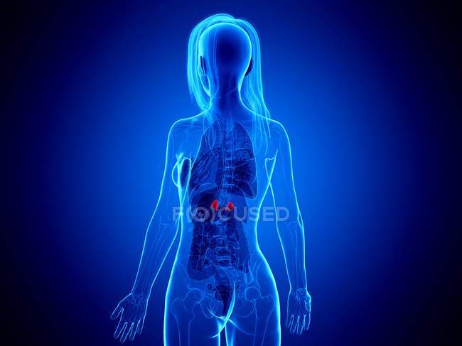 Glándulas suprarrenales en cuerpo humano abstracto, ilustración digital . - foto de stock