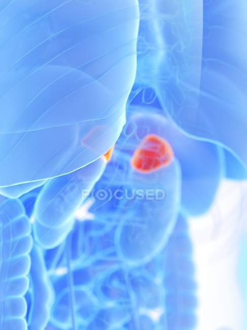 Adrenal glands in abstract human body, digital illustration. — Stock Photo