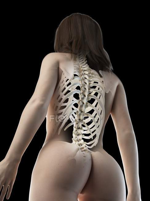 Abstrakter weiblicher Körper mit sichtbaren Rückenknochen, Computerillustration. — Stockfoto