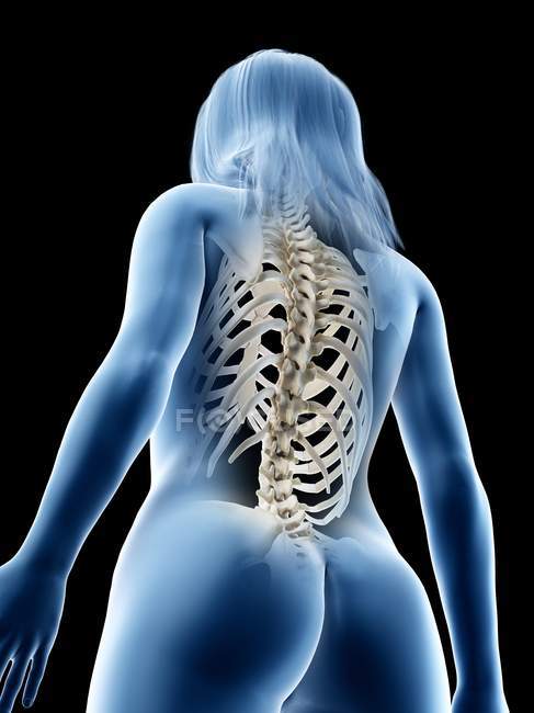 Cuerpo femenino abstracto con huesos visibles en la espalda, ilustración por computadora . - foto de stock