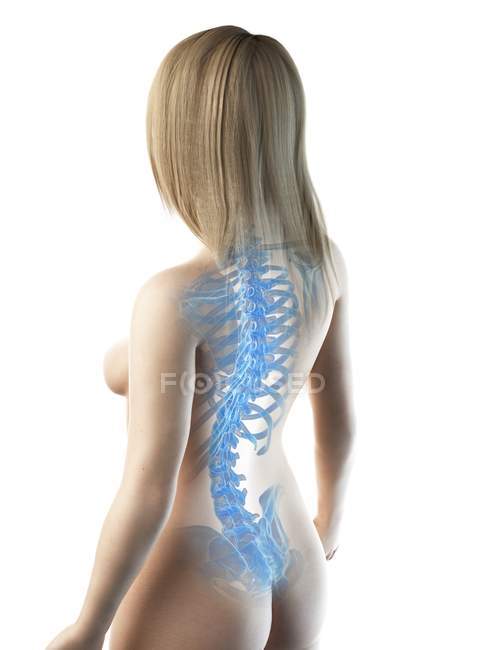 Абстрактное женское тело с видимыми костями спины, компьютерная иллюстрация
. — стоковое фото