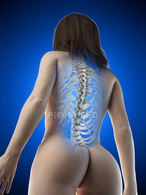 Corpo femminile astratto con ossa dorsali visibili, illustrazione al computer . — Foto stock