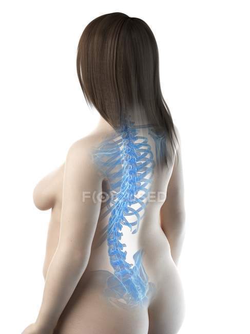 Абстрактное женское тело с видимыми костями спины, компьютерная иллюстрация . — стоковое фото
