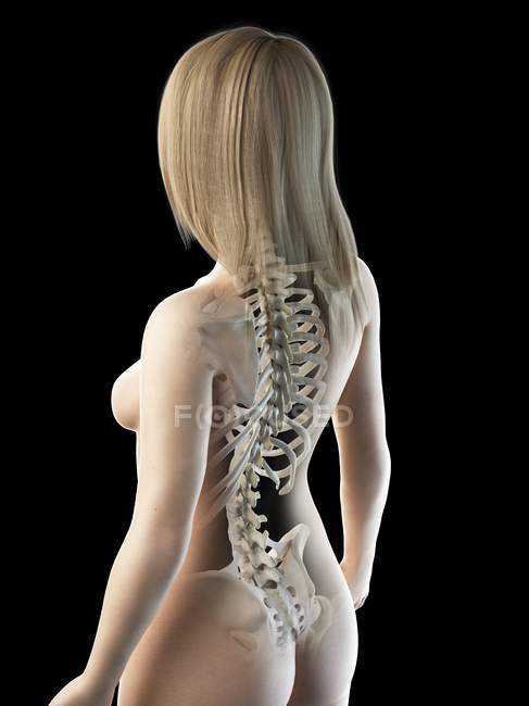 Abstract female body with visible back bones, computer illustration. — Stock Photo
