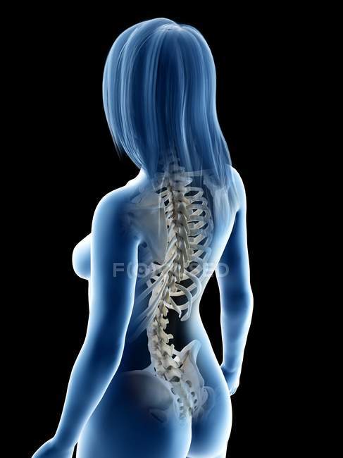 Абстрактне жіноче тіло з видимими кістками спини, комп'ютерна ілюстрація . — стокове фото