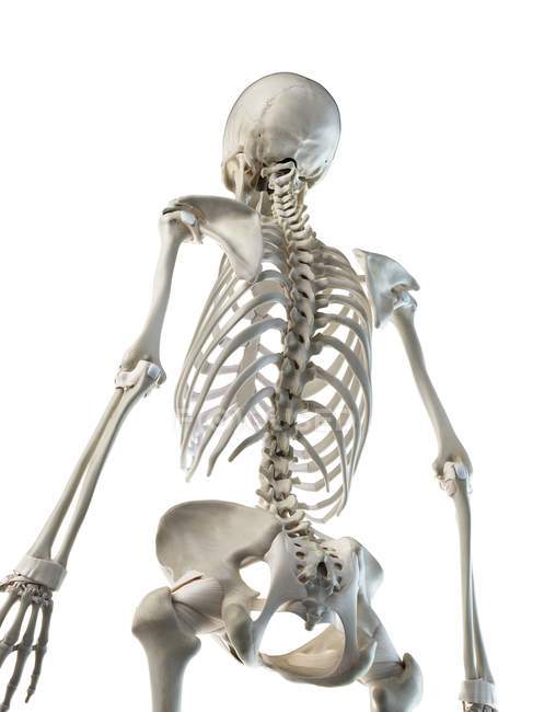 Anatomy of human skeleton back bones, computer illustration. — Stock Photo