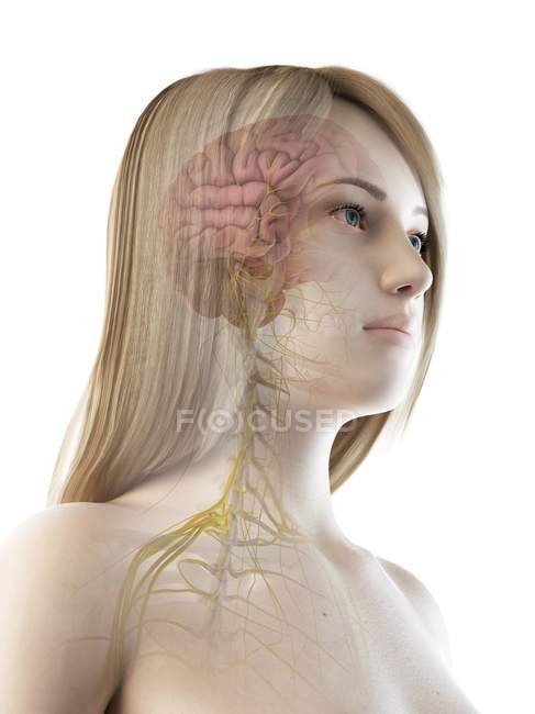 Mujer con anatomía cerebral visible, ilustración por ordenador . - foto de stock