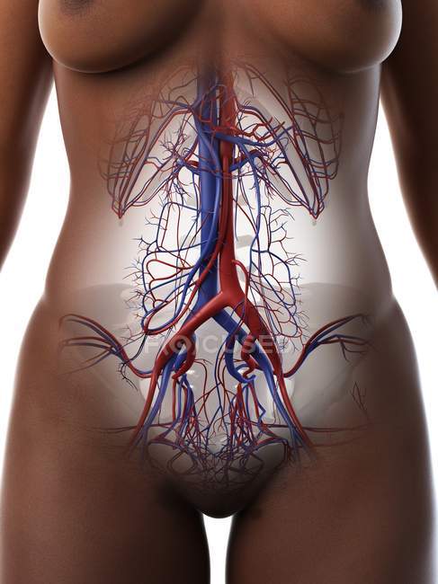 Vasos sanguíneos abdominales femeninos, ilustración por computadora . - foto de stock