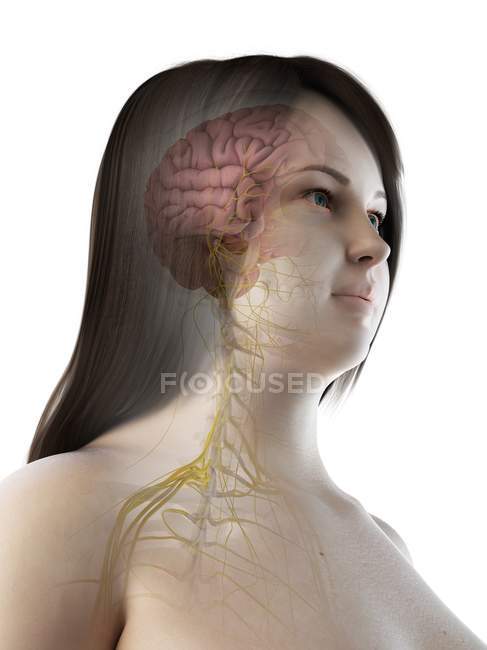 Femme en surpoids avec anatomie cérébrale visible, illustration par ordinateur . — Photo de stock