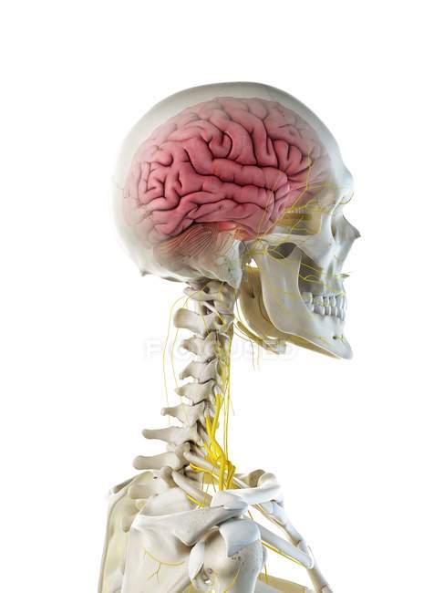 Vue latérale de l'anatomie cérébrale dans le squelette humain, illustration par ordinateur . — Photo de stock