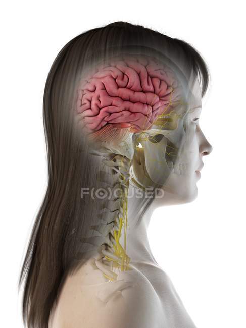 Vista lateral de la anatomía cerebral femenina, ilustración por computadora . - foto de stock