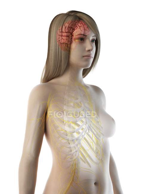 Système nerveux avec cerveau et nerfs dans le corps féminin abstrait, illustration par ordinateur — Photo de stock