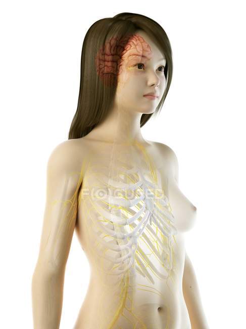 Système nerveux avec cerveau et nerfs dans le corps féminin abstrait, illustration par ordinateur — Photo de stock