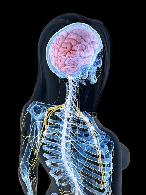 Нервова система з мозком і нервами в абстрактному жіночому тілі, комп'ютерна ілюстрація — стокове фото