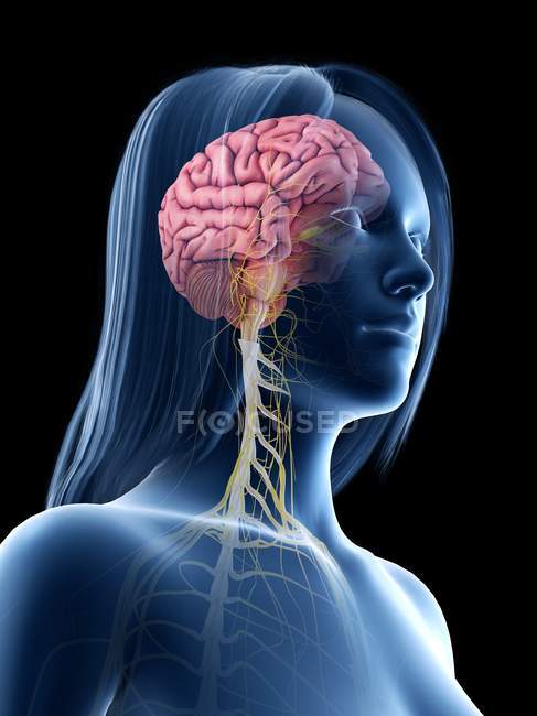 Corpo femminile con cervello visibile, illustrazione al computer . — Foto stock