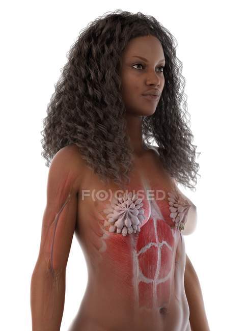 Anatomía del tórax femenino y glándulas mamarias, ilustración digital . - foto de stock