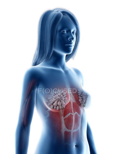 Anatomía del tórax femenino y glándulas mamarias, ilustración digital
. - foto de stock