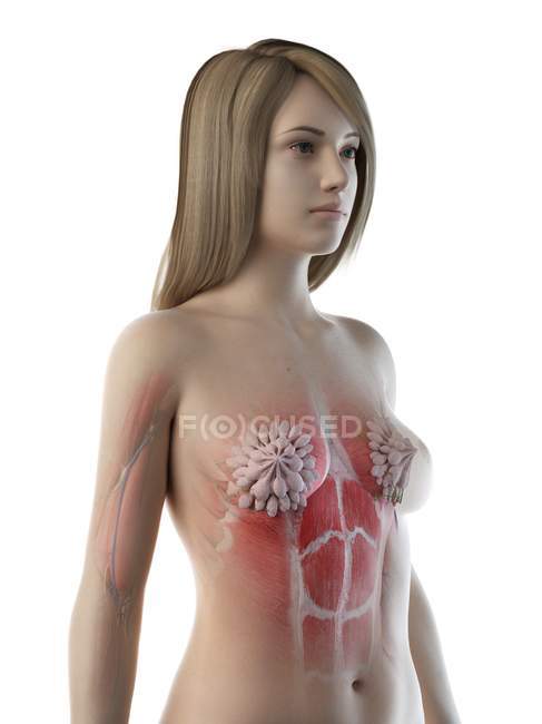 Female thorax anatomy and mammary glands, digital illustration. — Stock Photo