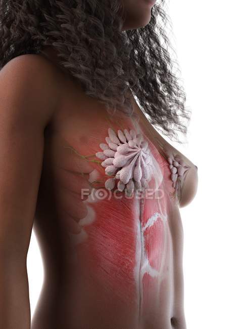 Anatomía del tórax femenino y glándulas mamarias, ilustración digital
. - foto de stock