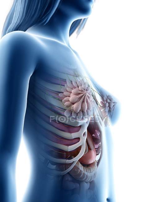 Anatomie thoracique féminine et glandes mammaires, illustration numérique . — Photo de stock