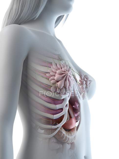 Weibliche Brustkorbanatomie und Brustdrüsen, digitale Illustration. — Stockfoto