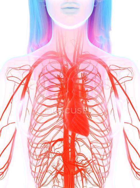Sistema cardiovascolare nel corpo femminile, illustrazione digitale . — Foto stock