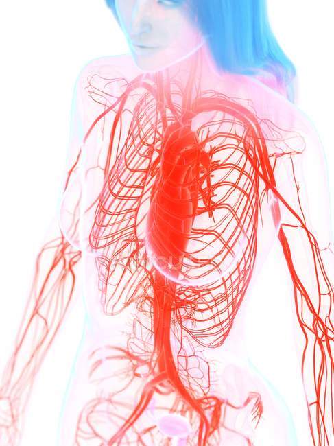 Cardiovascular system in female body, digital illustration. — Stock Photo