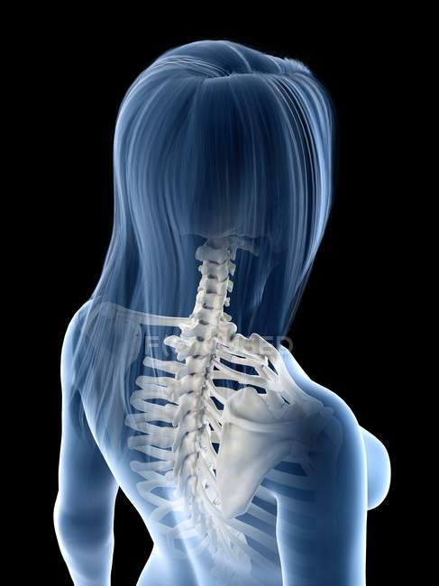 Женская анатомия с шейным позвоночником, компьютерная иллюстрация — стоковое фото